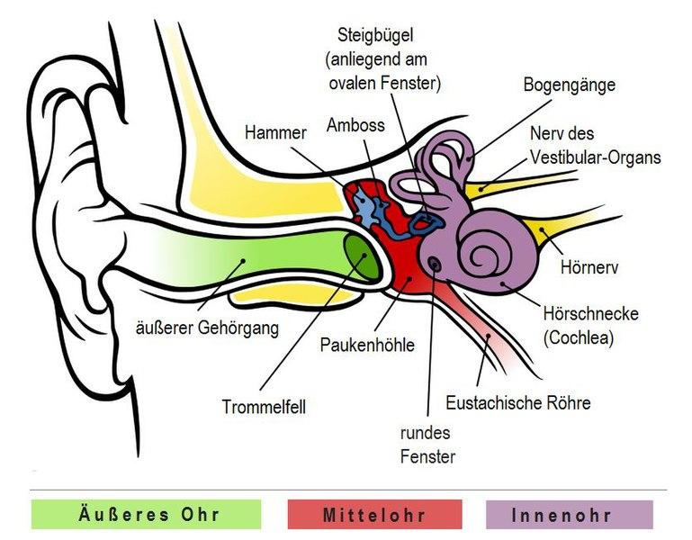 Image for Das Wahrnehmungssystem zum Hören