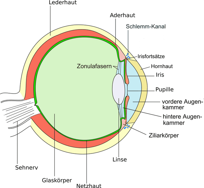 Image for Das Wahrnehmungssystem zum Sehen